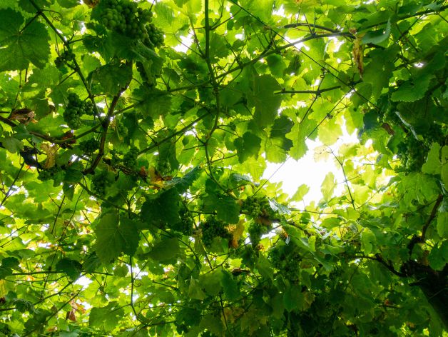 Viñedo en Getaria