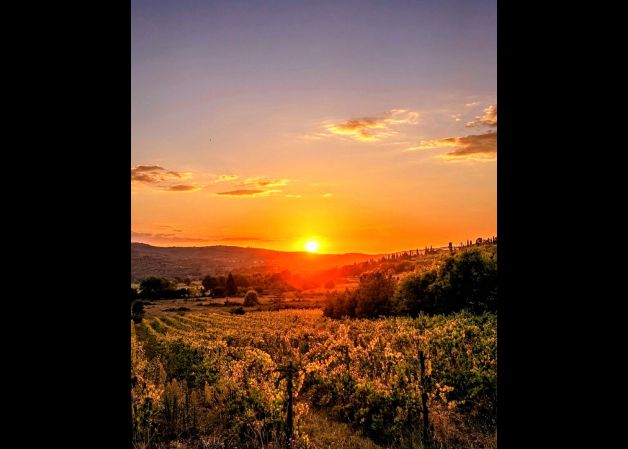 Viñedos en la Toscana 
