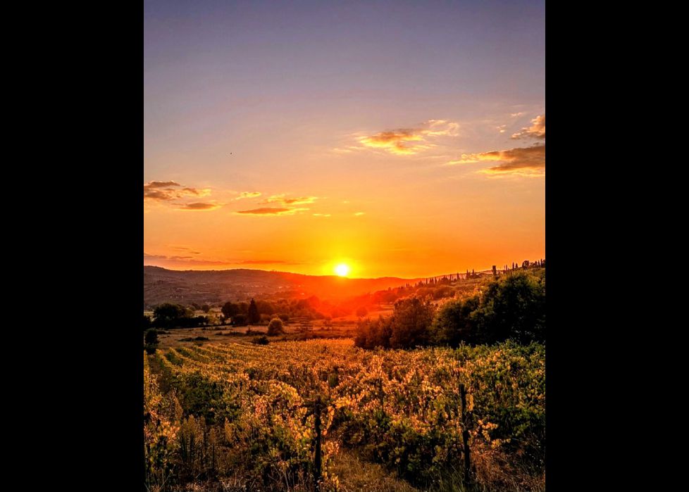 Viñedos en la Toscana
