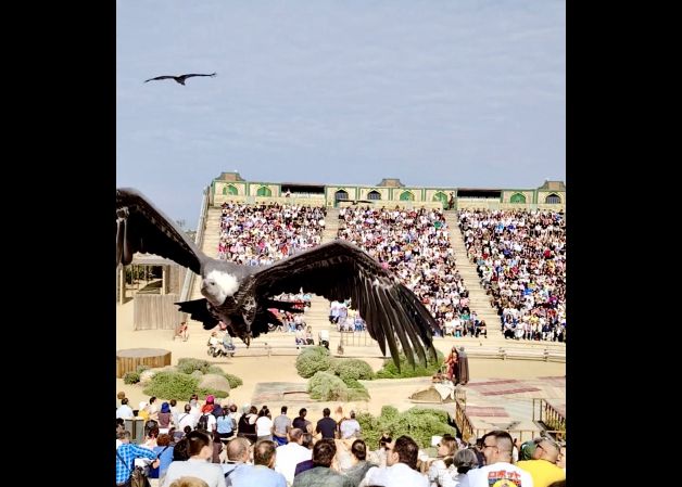 VOLANDO