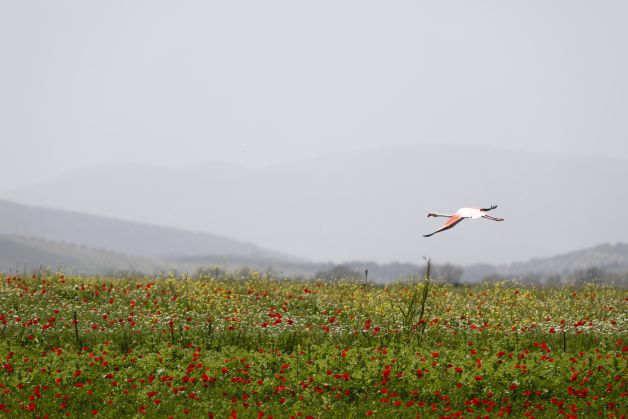 Volando sobre amapolas