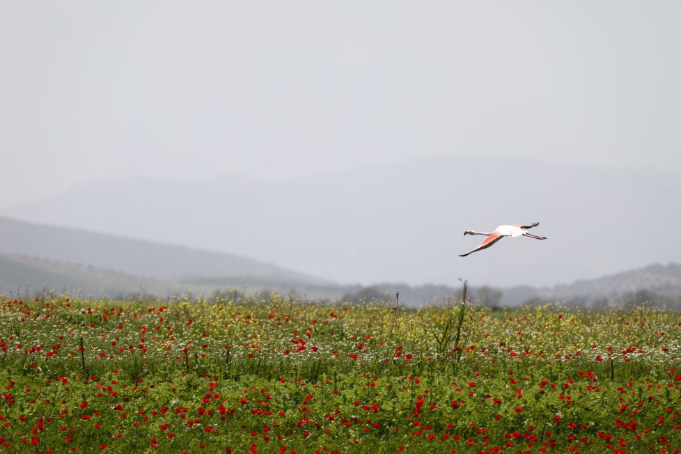 Volando sobre amapolas